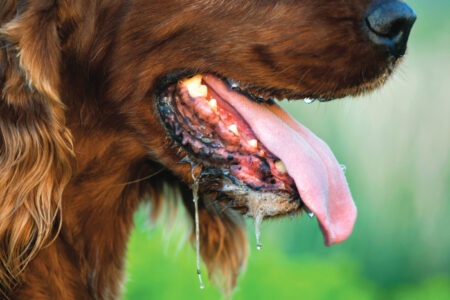 Mad dog panting in a hot summer